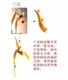 花蕾和花蕊有什么区别，花与花蕾的区别（花朵与花苞的处理）