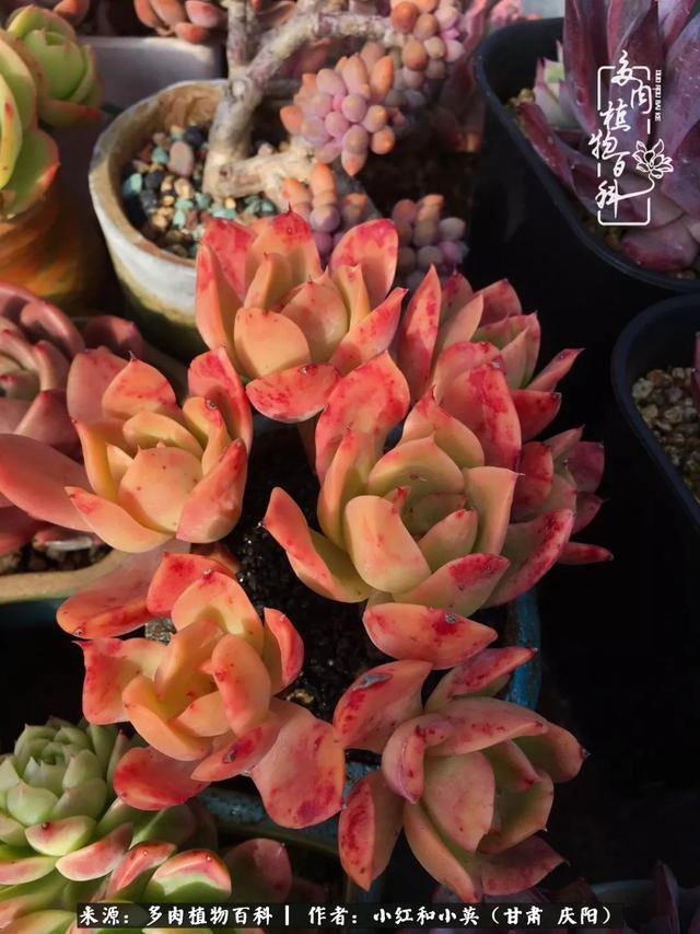 姐妹情深的句子，姐妹情深的句子简短（赏娇媚多肉，忆姐妹情深）