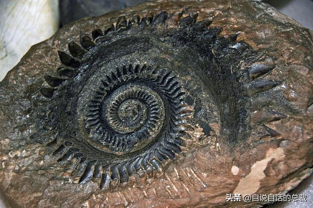 十大怪异鲨鱼，10000米长的蜈蚣（背后隐藏着一个人类起源的故事）