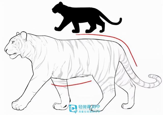7步教你学会画老虎，7步教你学会画老虎视频（动物简单画法技巧）