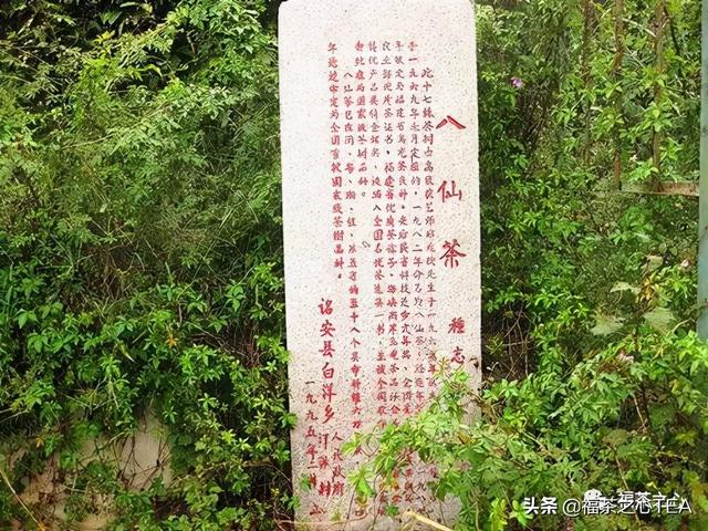 莲花峰茶不适宜哪些人喝，莲花峰茶有什么作用（了解福建全部茶叶看这一篇就够了）