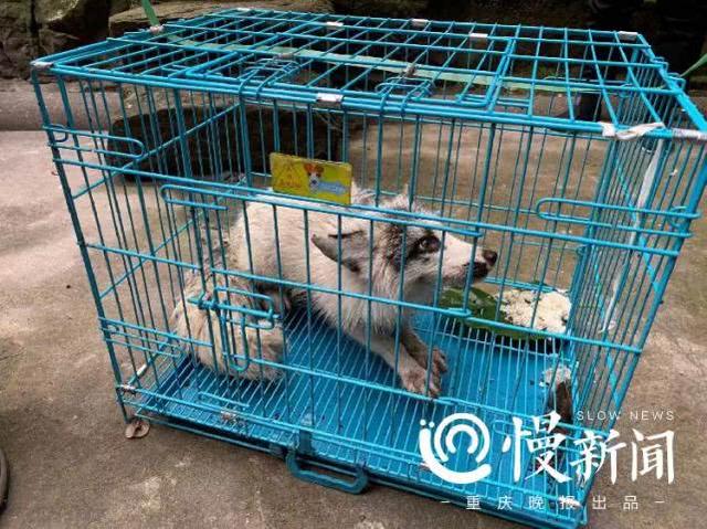 狐狸能养吗，重庆动物园：狐狸不适合家养（狐狸能养吗贵不贵）
