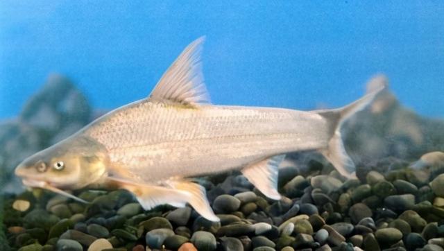 淡水观赏鱼种类，淡水观赏鱼的种类大全！（中国淡水观赏鱼图集<一>）