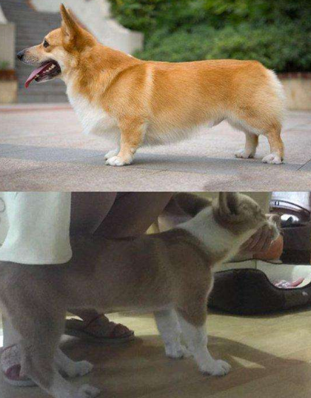 长毛柯基是串吗，什么样的柯基是长毛柯基（“纯种”和“串串”如何区分）