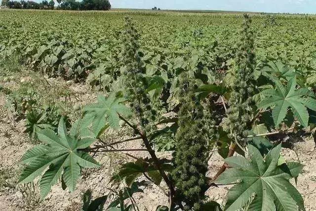 蔬菜种植技术大全，蔬菜种植技术技巧（11个种菜小技巧丨简单）