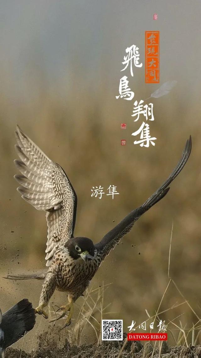 隼是什么鸟，生物演化史上的速度巅峰（隼是什么鸟吃什么食物）
