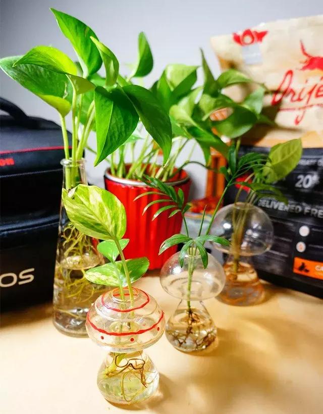 绿萝好养吗,绿萝怎样栽培(绿萝竟然排在倒数第1) 绿萝好养吗,绿萝怎样栽培(绿萝竟然排在倒数第1)