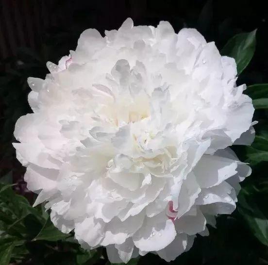 芍药不开花的解决办法，芍药一直不开花怎么办（开花个个比拳头大）