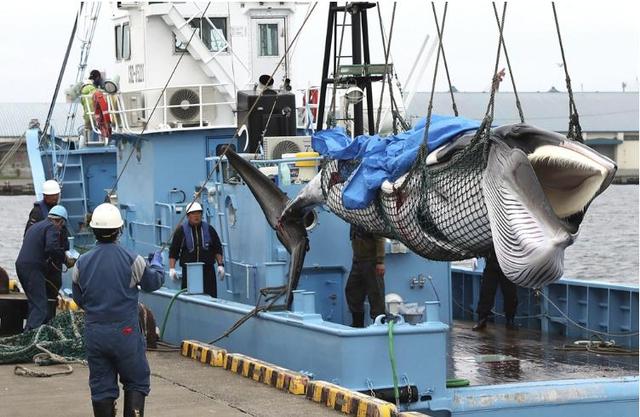 蓝鲸吃什么，蓝鲸为什么是哺乳动物（万物皆有灵：长达30多米）