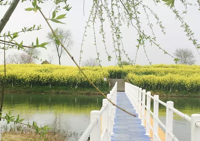 油菜花开的季节，适合家庭室内养的花与绿植（2019年全国油菜花开放时间表）