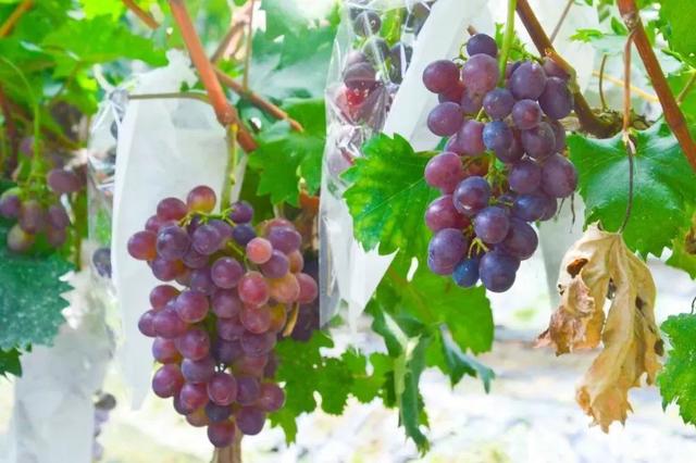 韶关美食，韶关美食排行榜前十名（韶关的十二“食”辰！）