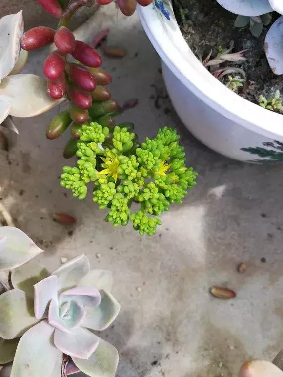 虹之玉怎么换盆,虹之玉换盆需要浇水吗(多肉虹之玉入夏注意3点) 虹之玉怎么换盆,虹之玉换盆需要浇水吗(多肉虹之玉入夏注意3点)