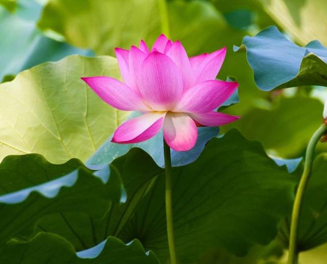 荷花是什么颜色的，荷花是什么颜色（都叫“荷花”）