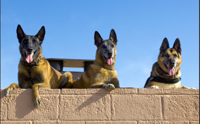 警犬幼犬领养要求，领养军犬警犬的条件（私人想要收养一只军犬）