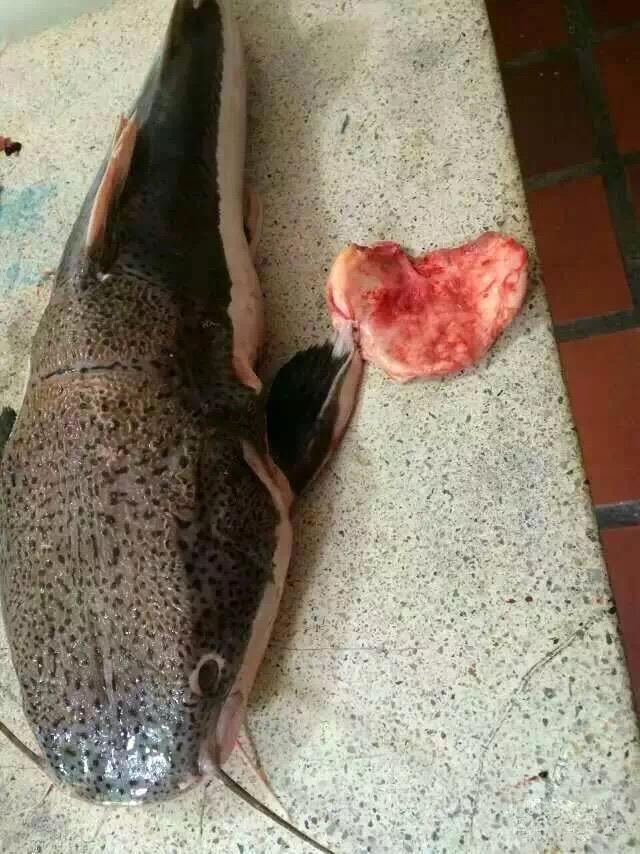 鳕鱼胶为什么那么便宜，鳕鱼胶和黄花胶哪个好（不妨试试这几种便宜的花胶）