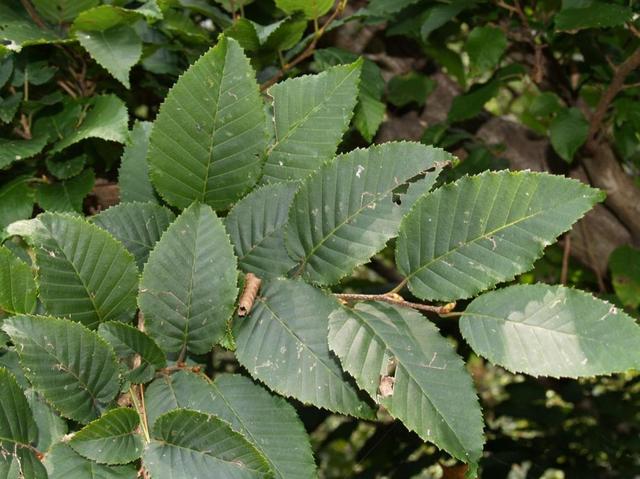 国家一级保护植物的名单，国家一级保护植物简介（植物世界丨国家一级重点保护野生植物名录）