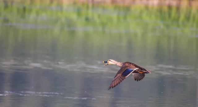 野鸭的种类有哪些，野鸭子有哪几种（TA就是野鸭中最靓的仔）