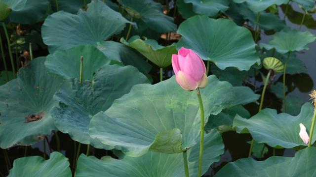 庭月(多情只有春庭月)落花(犹为，庭园景观设计（这主儿大概也是个惹事的精网名）