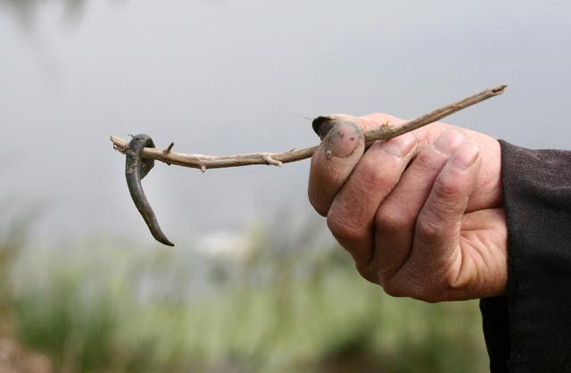 蚂蟥怕什么东西，蚂蟥很可怕吗（正确的处理方法是什么）