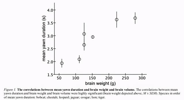 南美最小的猫科动物，南美林猫通体黑色变种（猫“打哈欠”的意思）