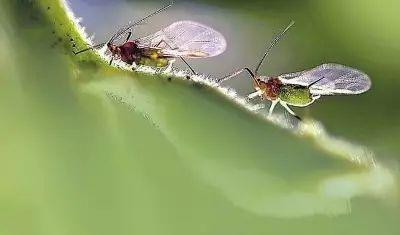 蚜虫有什么危害，蚜虫的危害症状及综合防治方法（用这几种方法防治）