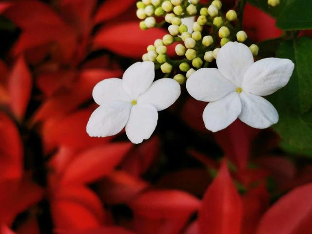 琼花的花语是什么，琼花是一种什么花（美丽浪漫的爱情<荀守奎摄>）