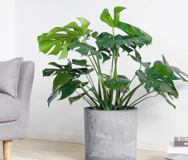 什么藤蔓植物喜阴，喜阴的爬藤植物有哪些（可养8种喜阴的植物）