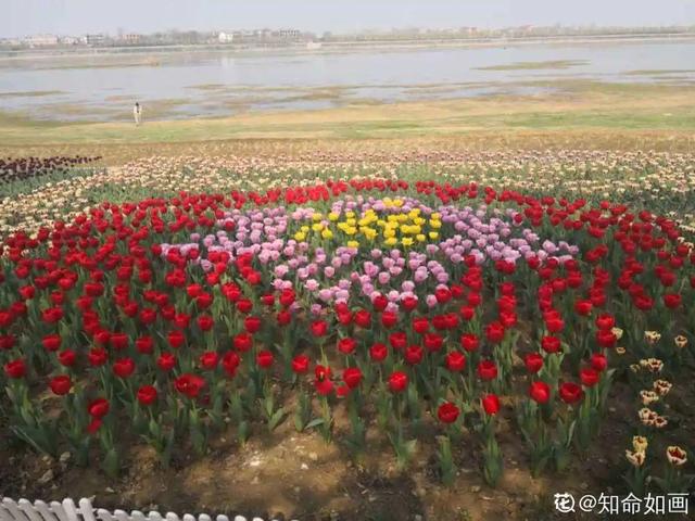 什么花是有毒的，什么花是有毒的图片（20种有毒花）