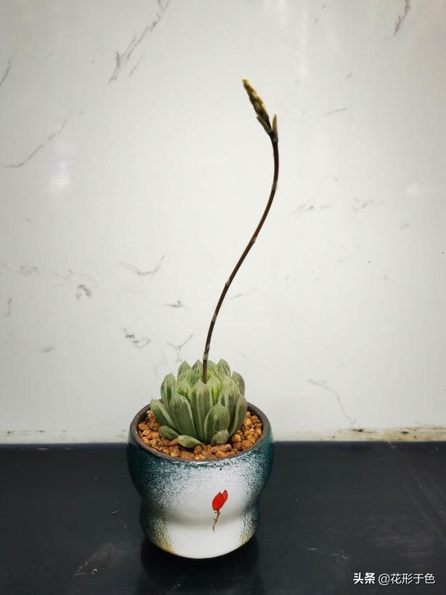 玉露的寓意，玉露的寓意和注意事项（玉露——冰清玉洁的多肉精灵）