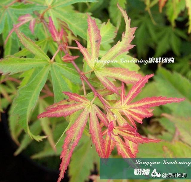 什么样的枫树填空。，什么的枫树填空词语二年级（增添了花园四季色彩之美）