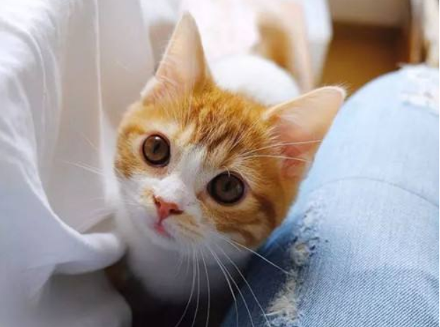 猫咪乱拉屎的原因，猫咪为什么突然到处大小便（常见的5种引起猫咪腹泻的病因）