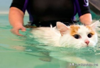 土耳其最浪漫的猫，实际上身价高过布偶猫——土耳其梵猫