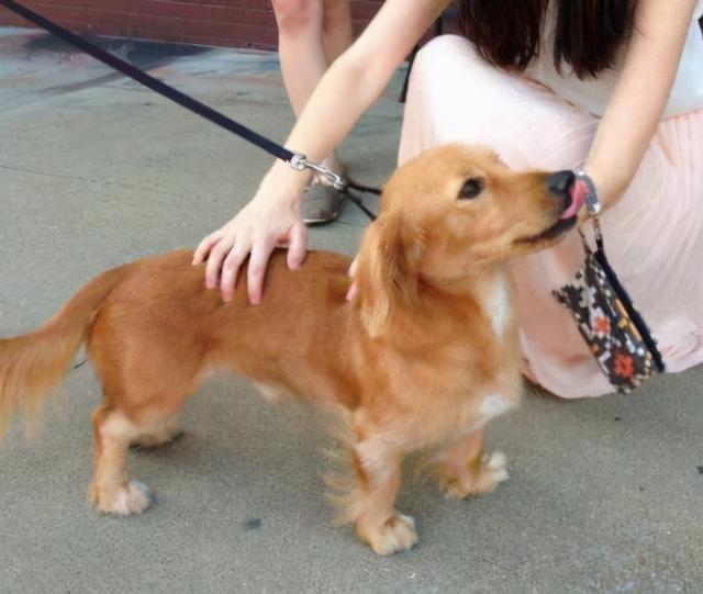 串串狗是什么意思，串串狗是土狗吗（你知道为什么\