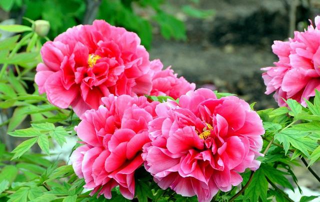牡丹和芍药的区别图片，芍药和牡丹的区别（牡丹和芍药分不清楚）