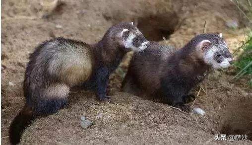 小时候心理阴影的食猴鹰和吃猫鼠存在吗?前者存在后者是传说