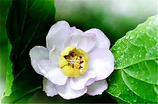 夏腊梅，美国夏腊梅，这种国家珍稀花正是结果期（美国夏腊梅什么价格）