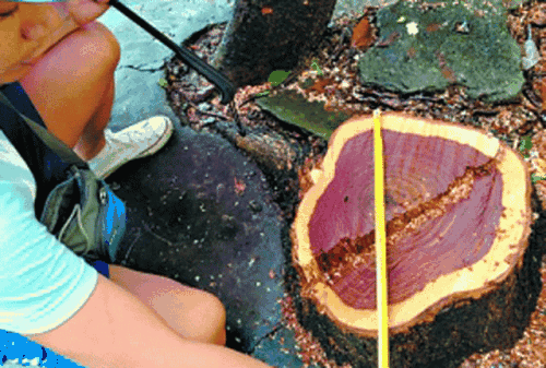 黄花梨树简介黄花梨树的特征，黄花梨树有什么特征（它的叶子并不特殊）