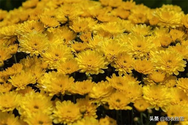 黄巢两首菊花诗，黄巢菊花诗赏析（解读黄巢菊花诗以及黄巢留世的三首诗）