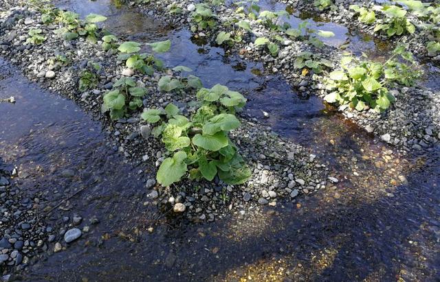 芥末为什么叫瓦萨比，瓦沙米是芥末吗（终于去了安昙野大王山葵农场）