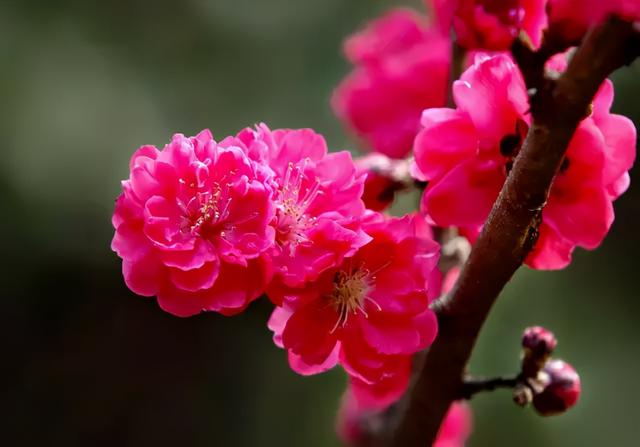 樱花和杏花有什么区别，樱花跟杏花有啥区别（你还傻傻分不清桃花、杏花、樱花、梨花、李花、海棠花）