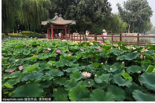 颐和园必看十大景点，颐和园有哪些景点值得去玩（这10个最美赏荷地等你来）