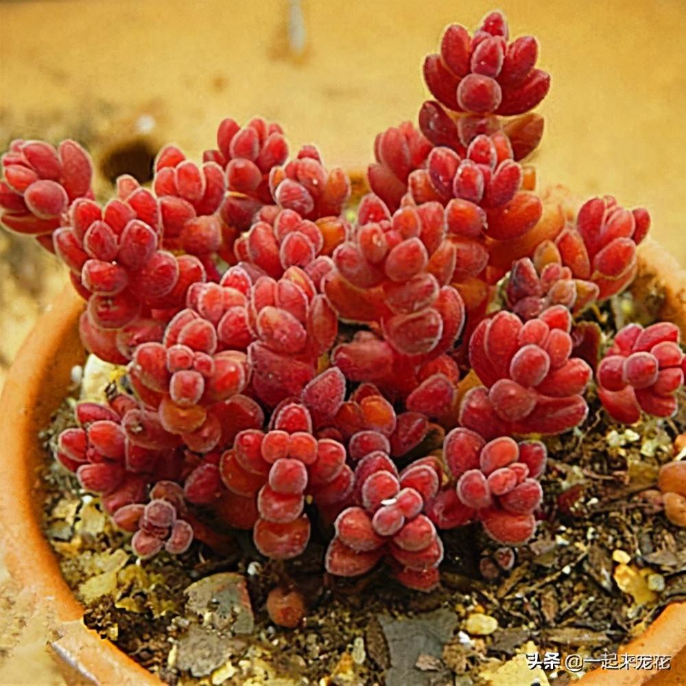 最美的红色多肉(红色浪漫多肉图片)-柯彬网