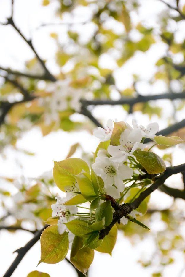 花柄花梗茎的区别，花梗和花茎的区别（一树一树的花花花花花花开）