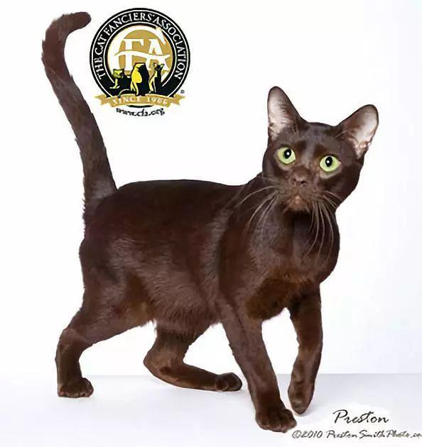 虎斑暹罗猫，银渐层、重点色、虎斑傻傻分不清（海豹虎斑暹罗猫）