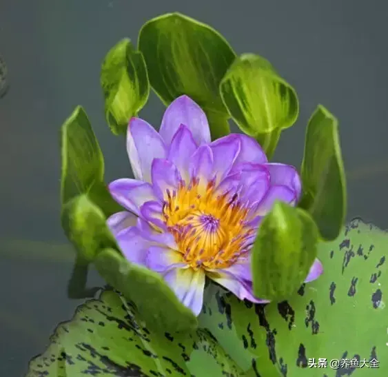 莲花的别称有哪些，莲花的别称有哪些拼音（ 太齐全太珍贵了）