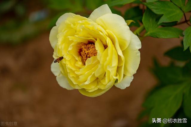 描写谷雨时节赏牡丹花的古诗词，谷雨节气牡丹诗词7首