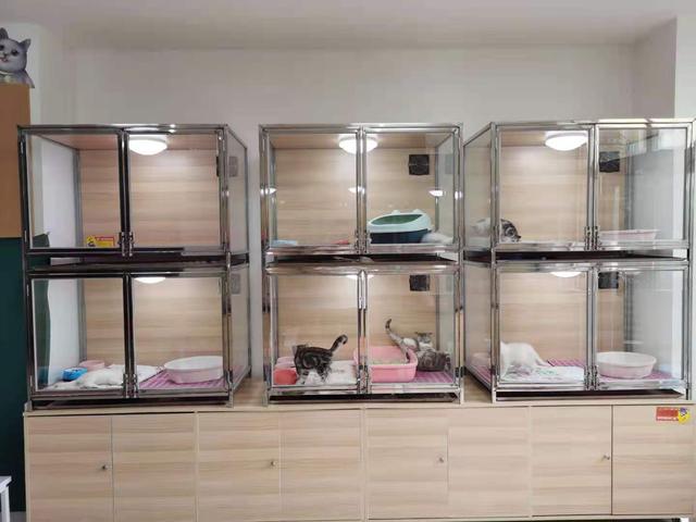 猫舍（猫舍怎么开），怎样从小白开好一家猫舍（猫舍适合开在哪）