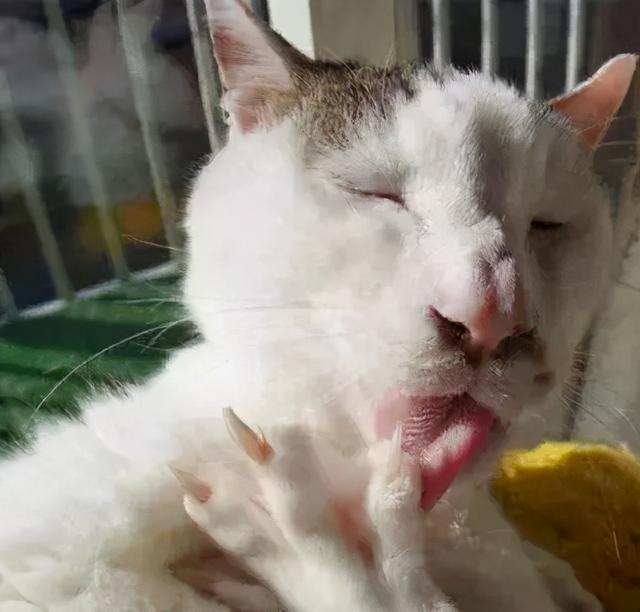 可爱表情包.抱我的小猫腿舔我的jio，微信头像，可爱表情包.抱我的小猫腿舔我的jio（却把评论区逼成了恋jio癖哈哈哈）