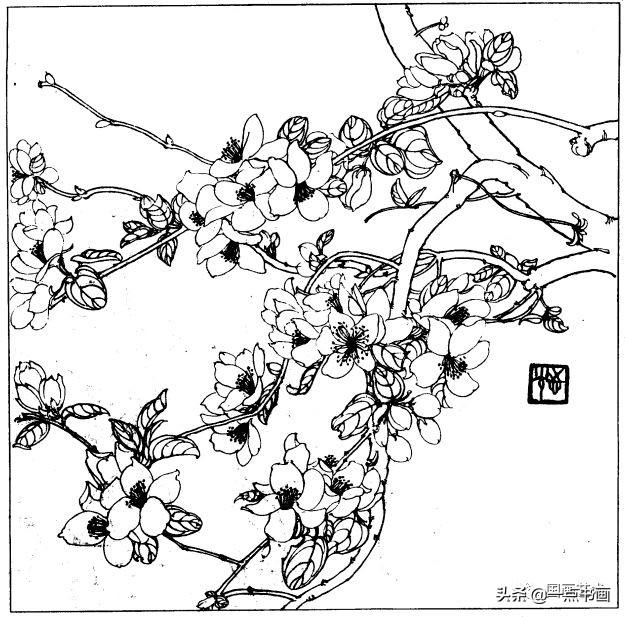 简笔画报花名：手绘铅笔画“白杜鹃花”画法，简笔画报花名（百花苑——白描百花分享<一>）