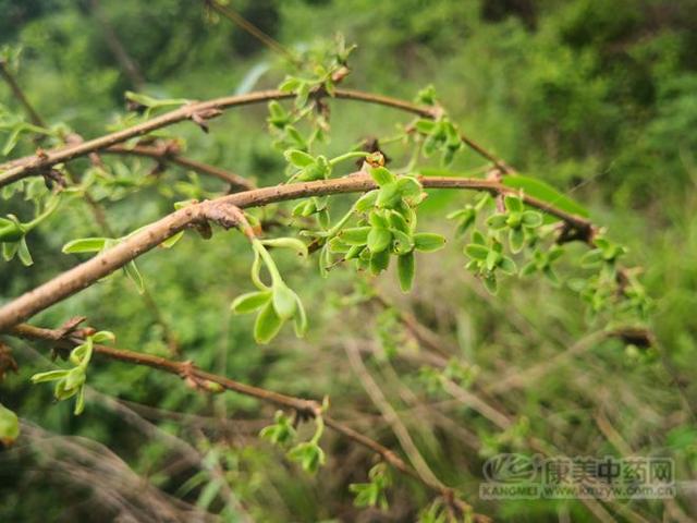 连翘图片大全高清图片，连翘图片高清图片（连翘图片大全大图）